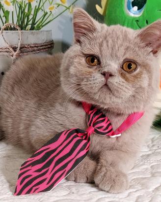 British Shorthair Kuma