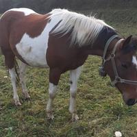 Cavalla pezzata 6 anni a giugno domata