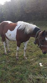 Cavalla pezzata 6 anni a giugno domata