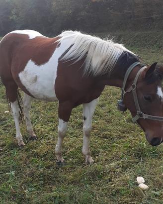 Cavalla pezzata 6 anni domata