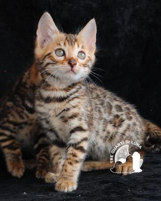 Cuccioli Bengala - Il Fascino della Natura