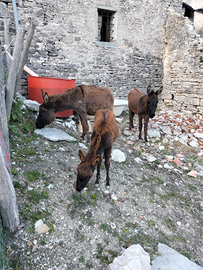 Asini marroni muso nero