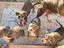 Immagine 4