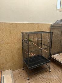 Lory arcobaleno 