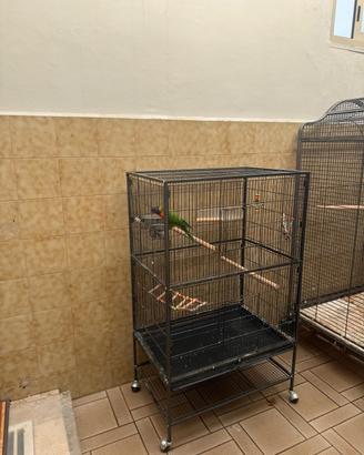 Lory arcobaleno 