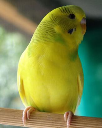 Pappagalli cocorite