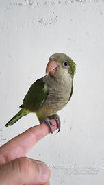 Pullo di parrocchetto Monaco svezzato