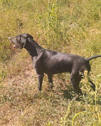 bracco tedesco femmina kurzhaar 