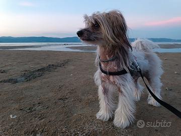 Chinese crested dog