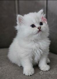 British Longhair certificati afef