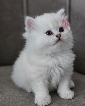 British Longhair certificati afef