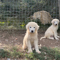 Cuccioli pastore maremmano abruzzese super