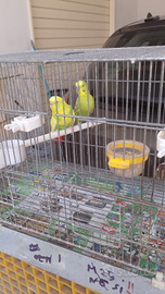 Coppia cocoriti pronta per cova