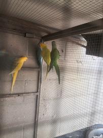 Coppia di parrocchetti dal collare