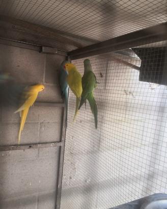 Coppia di parrocchetti dal collare