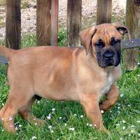 Cuccioli di Boerboel