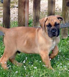 Cuccioli di Boerboel