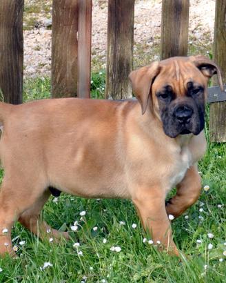 Cuccioli di Boerboel