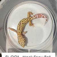 Geco leopardino - 1.0 Mack Snow Bell Het Eclipse