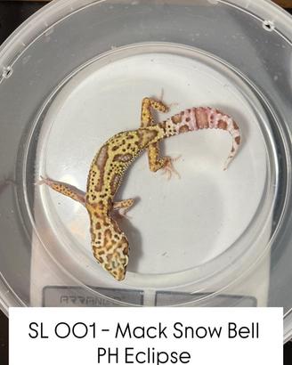 Geco leopardino - 1.0 Mack Snow Bell Het Eclipse
