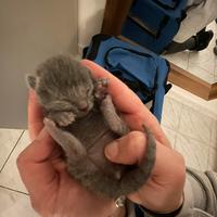 Cuccioli di Certosino con pedigree ANFI- FIFe