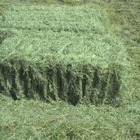 Fieno in balle piccole