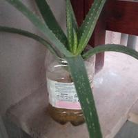 Aloe pianta 