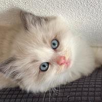 Cuccioli Ragdoll Sardegna