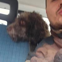 Lagotto con pedigree