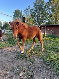 Pony shetland 6 mesi femmina