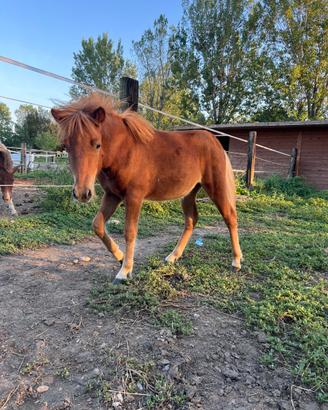 Pony shetland 6 mesi femmina