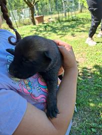 Pastore belga malinois
