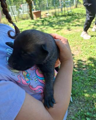 Pastore belga malinois