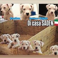 Cuccioli di dogo argentino