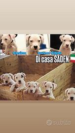 Cuccioli di dogo argentino
