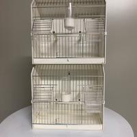 Gabbie x uccelli x esposizione