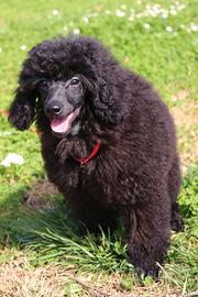 Cucciole di barbone nano nero