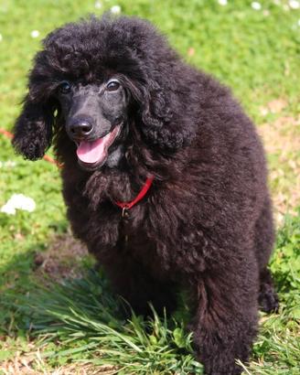 Cucciole di barbone nano nero