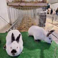 Conigli californiani