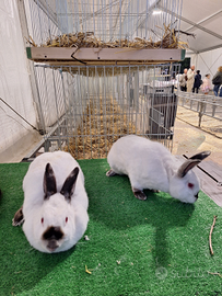 Conigli californiani