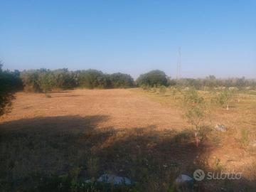 Terreno agricolo zona Depressa di Tricase (LE)