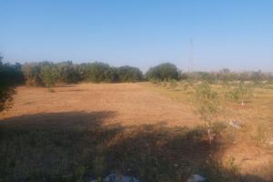 Terreno agricolo zona Depressa di Tricase (LE)