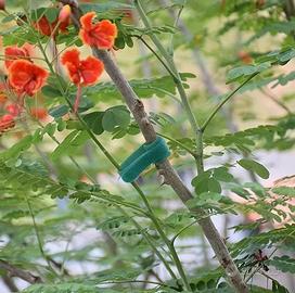 100 pezzi fascette giardinaggio giardino orto