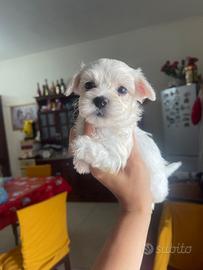 Maltese