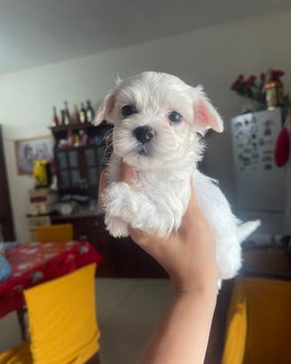 Maltese