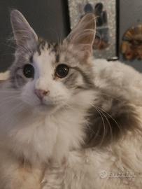 Femmina maine coon