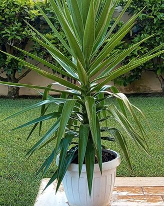 YUCCA in vaso bianco 