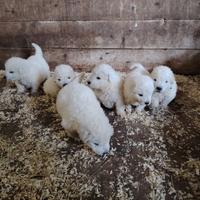 Cuccioli pastore maremmano