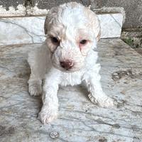 Cuccioli di Lagotto romagnolo