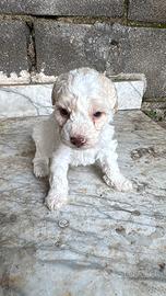 Cuccioli di Lagotto romagnolo